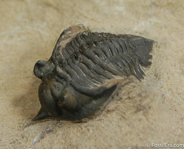 Cute Pseudocryphaeus (Cryphina) Trilobite #454